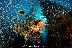 Lion fish hunting by Gleb Tolstov 